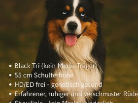 Erfahrener Deckrüde „Jack“ steht geeigneten Hündinnen zur Verfügung