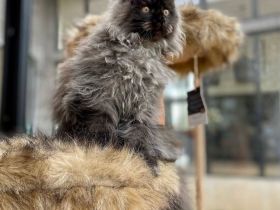 MALE AND FEMALE MAINE COON KITTENS FOR LOVING HOMES