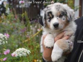 Reinrassige Australian Shepherd Welpen,  blaue Augen, ASCA Papiere, auszugsbereit