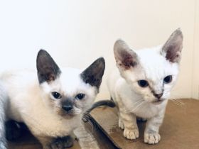 Bkh Sphynx mix kitten