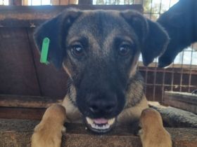 TERENCE  ca. 1 1/2-jähriger, lebensfroher Jung-Rüde, ca. 50 cm,