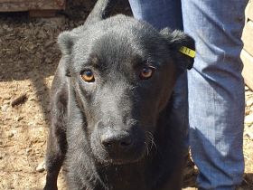 Mayra, menschenbezogene, fröhliche, zutrauliche 1 1/2-jährige Hündin, ca. 53 cm