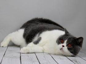 BKH Mädchen in blue white