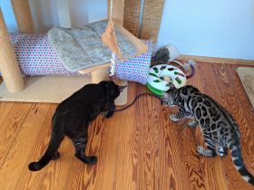 Atemberaubende, kräftige Bengal Jungs Abholbereit