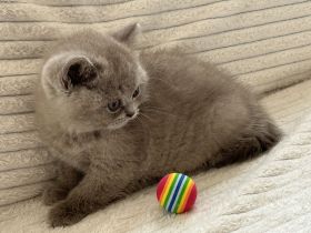 Briten Bärchen süß uns fein möchten in dein Herz hinein.