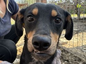 LUBI  ca. 1 1/2-jähriger, hübscher Tricolor-Rüde, ca.45 cm