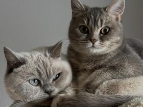 2 BKH Katzen Abzugeben.