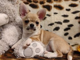 SÜSSE Chihuahua, rüde welpe von den Saint Simon Origins!