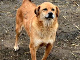 Eyla, ein älteres Mädchen, etwas schüchtern, sucht ihr Glück