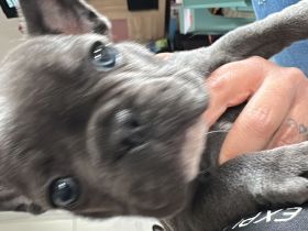 Welpen Bulldog französisch