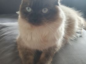 Colorpoint Perser Hauskatze