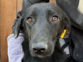 ANICE  ca. 3 1/2-jährige, hübsche Hündin, ca. 50 cm, braucht etwas Eingewöhnungszeit