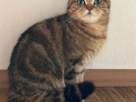 Black Golden Tabby Classic Zuchtkatze