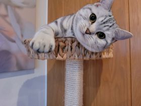 BKH Black Silver Tabby Classic Zuchtkatze