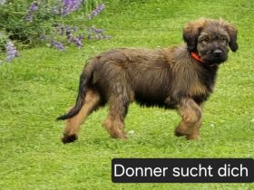 Traum Welpen sind da