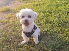 Wunderschöner Malteser Deckrüde/KEIN Verkauf