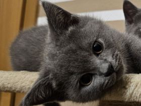 ZUCKERSÜSSES BKH Kitten