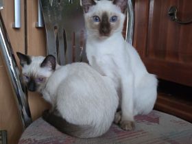 Thai Kitten (trad. Siam) mit Stammbaum suchen das liebevolle Zuhause
