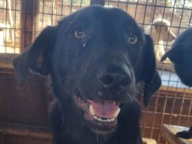 ONJA  ca. 1-jährige, hübsche Jung-Hündin, ca. 57 cm, wird eine treue Begleiterin