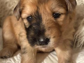 Schafspudel Welpen  privat