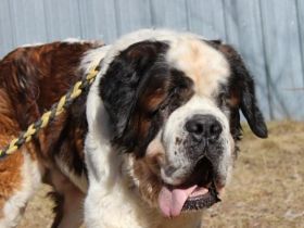 Bootsmann, Bernhardiner, geb. 2018, Traumhund mit Handicap