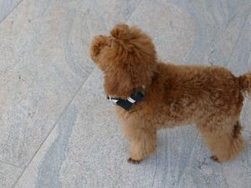 Schöner Zwergpudel/Toypudel Welpe mit Ahnentafel