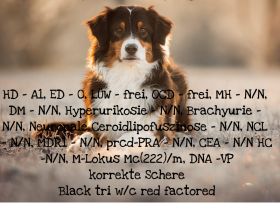 Australian Shepherd Rüde Moe from the old Tree