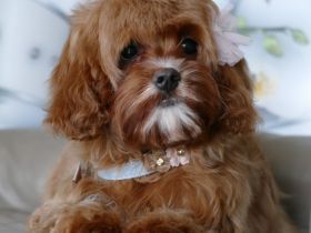 Bezaubernde Cavapoo Welpe (Toypudel/Zwergpudel + Cavalier King Charles Spaniel)