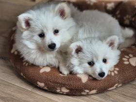 Mittelspitz welpen weiß