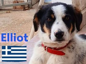 Elliot,10/24 - süßes Schmunzelmonster sucht Zuhause