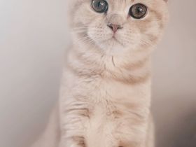 Bkh British Kurzhaar golden Sharded Kater