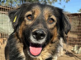 MAUREEN  ca.2 1/2-jährige,wunderschöne Mischlings-Hündin,ca.53 cm,mit dreifarbigem, langem Fell