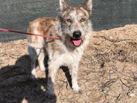 Vertrauensvolle Hände für Bodhi gesucht