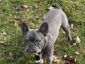 Französische Bulldogge Balu „Blueline“ (12 Monate, Rüde) sucht liebevolles Zuhause