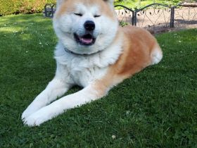 Jap. Akita Inu Deckrüde