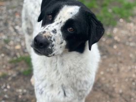 Apollo - wunderschöner Mischlingsrüde möchte endlich ankommen