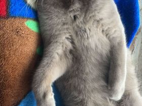 Bkh Kater sucht ein neues zuhause