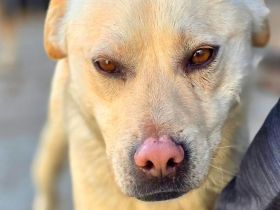 Goldy sucht sein Für-immer-Zuhause