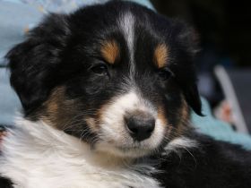 Wegen Absage der Interessenten ist die süße Abby wieder frei