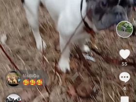 Französische Bulldogge Deckrüde mit Papiere in blue tan Pied fawn