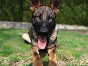 Deutscher Schäferhund Rüde 8 Monate vorgeröngt