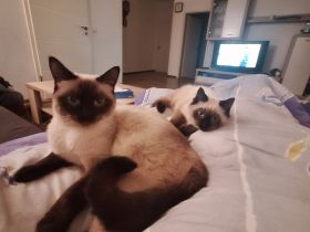 2 reinrassige Siamkatzen 1,5 Jahre und 9 Monate