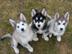 Silvesterwurf - Alaskan Malamute Hündinnen suchen zu Hause