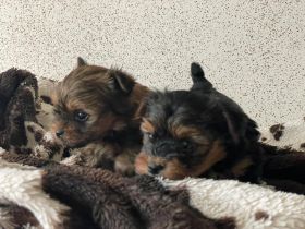 Wunderschöne Mini Yorkshire Terrier Welpen