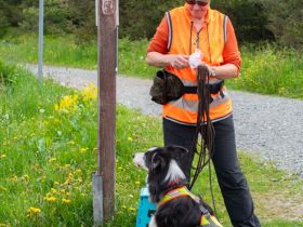 SUCHHUNDE NASE VORN! Mobile Hundeschule + Hundetraining vor Ort + HSK / FKB / KB