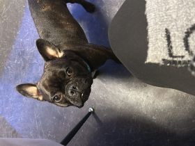 Französische Bulldogge