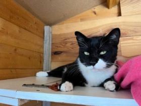 Smoking, FIV positiv, Einzelprinz