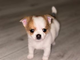 Chihuahua Welpe Weibchen