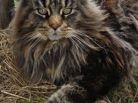 Reinrassinger Maine Coon Deckkater hat noch Termine frei