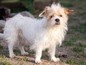 Kleiner Senior Wolke